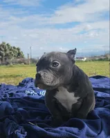 Maui, a female American Bulldog and Shorty Bull for sale in Phelan, CA – Photo 2 of 8