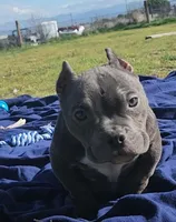 Maui, a female American Bulldog and Shorty Bull for sale in Phelan, CA – Photo 1 of 8