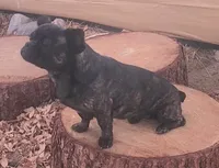 Chaco, a male French Bulldog and Pekingese for sale in Phelan, CA – 5 of 8