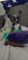 Blue and White female, a female French Bulldog for sale in Phelan, CA – 3 of 3