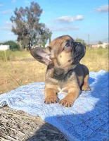 Cappy, a male French Bulldog for sale in Phelan, CA – 4 of 5