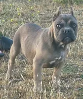 Pretty Boy, a male American Bully and Shorty Bull for sale in Phelan, CA – 2 of 10
