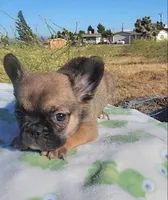 Cookie, a female French Bulldog for sale in Phelan, CA – 4 of 7