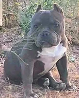 Hercules, a male American Bully and Shorty Bull for sale in Phelan, CA – 2 of 10