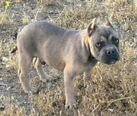Pretty Boy, a male American Bully and Shorty Bull for sale in Phelan, CA – 4 of 10