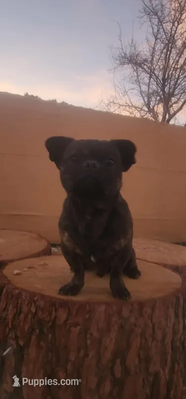 Chaco – French Bulldog, Pekingese puppy for sale in Phelan, CA