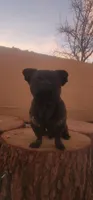 Chaco, a male French Bulldog and Pekingese for sale in Phelan, CA – 1 of 8