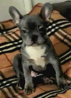 Jet, a male French Bulldog for sale in Phelan, CA – Photo 5 of 7