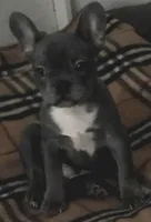 Jet, a male French Bulldog for sale in Phelan, CA – Photo 2 of 7