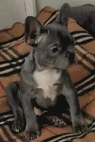 Jet, a male French Bulldog for sale in Phelan, CA – Photo 3 of 7