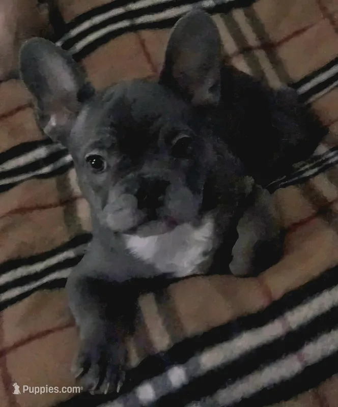 Jet, a male French Bulldog for sale in Phelan, CA – Photo 1 of 7