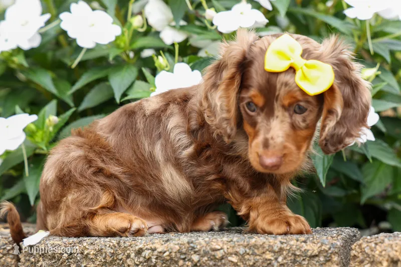 Ike💙 – Miniature Dachshund puppy for sale in Fresno, OH