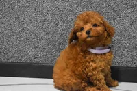 Loise, a female Poodle - Miniature  for sale in Fresno, OH – 9 of 10