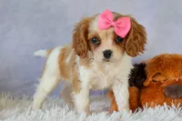  Nellie, a female Cavalier King Charles Spaniel for sale in Fresno, OH – 4 of 10