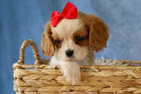 Nugget, a male Cavalier King Charles Spaniel for sale in Fresno, OH – 3 of 10