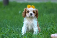  Nova, a female Cavalier King Charles Spaniel for sale in Fresno, OH – 4 of 10