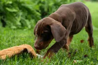 Gunner🦴, a male Doberman Pinscher for sale in Fresno, OH – 7 of 10