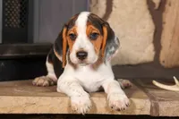 Dillard🐾, a male Beagle for sale in Fresno, OH – 6 of 9