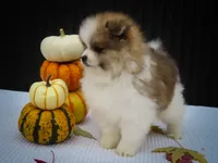 Macey 🎀, a female Pomeranian for sale in Fresno, OH – 3 of 10