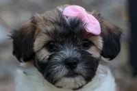 Blossom 💕, a female Bichon Frise and Shih Tzu for sale in Fresno, OH – 6 of 9