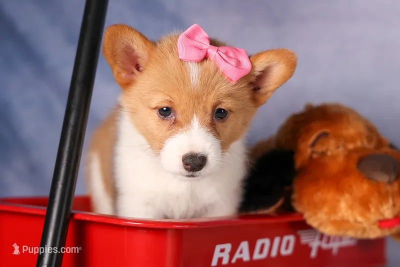  Bella💕🐶 – Pembroke Welsh Corgi puppy for sale in Fresno, OH