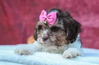  Olive, a female Maltese and Shih Tzu for sale in Fresno, OH – 3 of 10