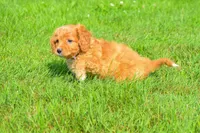  Sierra 💗🐾, a female Maltipoo for sale in Fresno, OH – 3 of 6