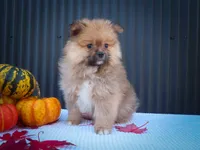 🐾 Meet Rambo — A Bouncy Little Ball of Fluff! 🐾, a male Pomeranian for sale in Fresno, OH – 8 of 10