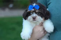  Oliver , a male Maltese and Shih Tzu for sale in Fresno, OH – 3 of 10