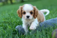  Nova, a female Cavalier King Charles Spaniel for sale in Fresno, OH – 8 of 10