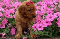  Quinny , a male Golden Retriever for sale in Fresno, OH – 4 of 9