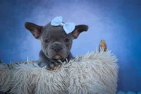 Quinn🐾, a male Frenchton for sale in Fresno, OH – 9 of 10