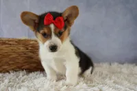 Ziggy 🩵, a male Pembroke Welsh Corgi for sale in Fresno, OH – 5 of 10