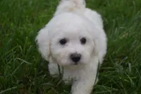  Tucker, a male Bichon Frise for sale in Fresno, OH – 1 of 6