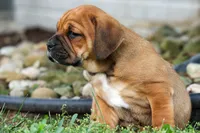 Axel 💙🐾, a male English Bulldog and Beagle for sale in Fresno, OH – 4 of 9