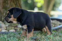 Ace 🐶✨, a male English Bulldog and Beagle for sale in Fresno, OH – 7 of 10