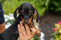 Iggy🐶, a male Miniature Dachshund for sale in Fresno, OH – 5 of 10