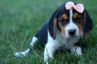 Cleo 🌸, a female Beagle for sale in Fresno, OH – 3 of 9