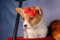 Brusie, a male Pembroke Welsh Corgi for sale in Fresno, OH – 9 of 10