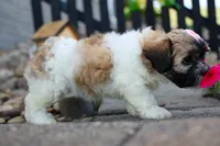 Blossom 💕, a female Bichon Frise and Shih Tzu for sale in Fresno, OH – 7 of 9