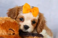  Nova, a female Cavalier King Charles Spaniel for sale in Fresno, OH – 5 of 10