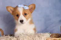  Barry 🐾🐶, a female Pembroke Welsh Corgi for sale in Fresno, OH – 9 of 10