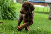 Gunner🦴, a male Doberman Pinscher for sale in Fresno, OH – 6 of 10
