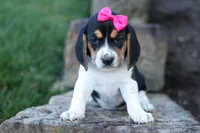 Cora 💖, a female Beagle for sale in Fresno, OH – 8 of 10