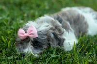 Rain🌸🐾, a female Cavapoo for sale in Fresno, OH – 8 of 10