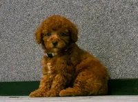 Lily , a female Poodle - Miniature  for sale in Fresno, OH – 3 of 10
