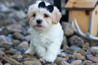 Bently 🐶, a male Bichon Frise and Shih Tzu for sale in Fresno, OH – 5 of 9