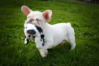  Snoopy 🐶, a male French Bulldog for sale in Fresno, OH – 8 of 10