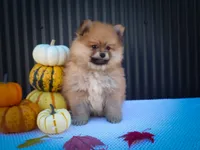  Max🐾, a male Pomeranian for sale in Fresno, OH – 7 of 10