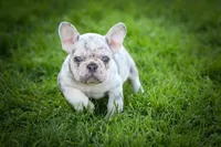 🐾 Meet Knox, a male French Bulldog for sale in Fresno, OH – 5 of 10